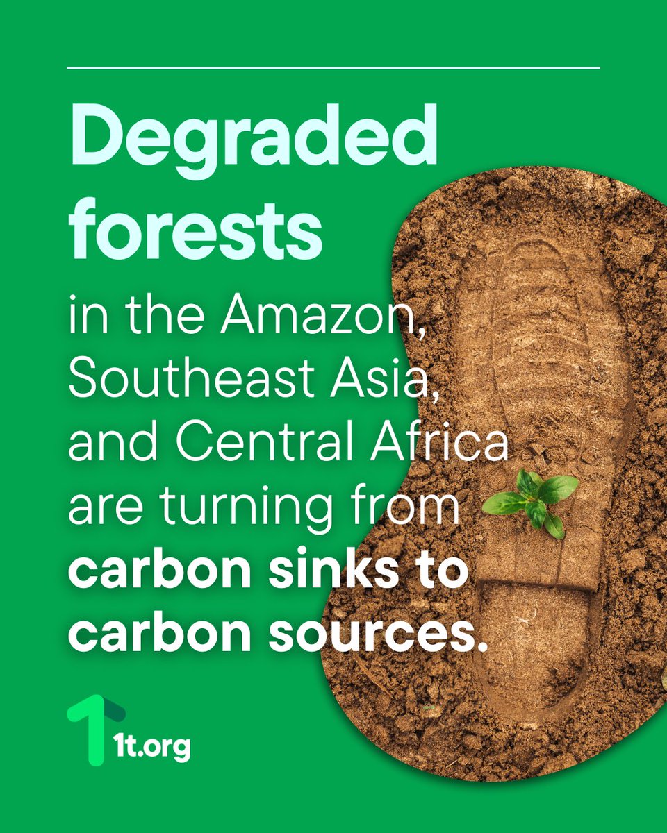 1t_org's tweet image. 🌍 #Forests are now emitting more carbon than they absorb in some regions.
🔗 Learn how we must shift from passive conservation to active forest #resilience: weforum.org/stories/2025/0…
#TrillionTrees #1torg