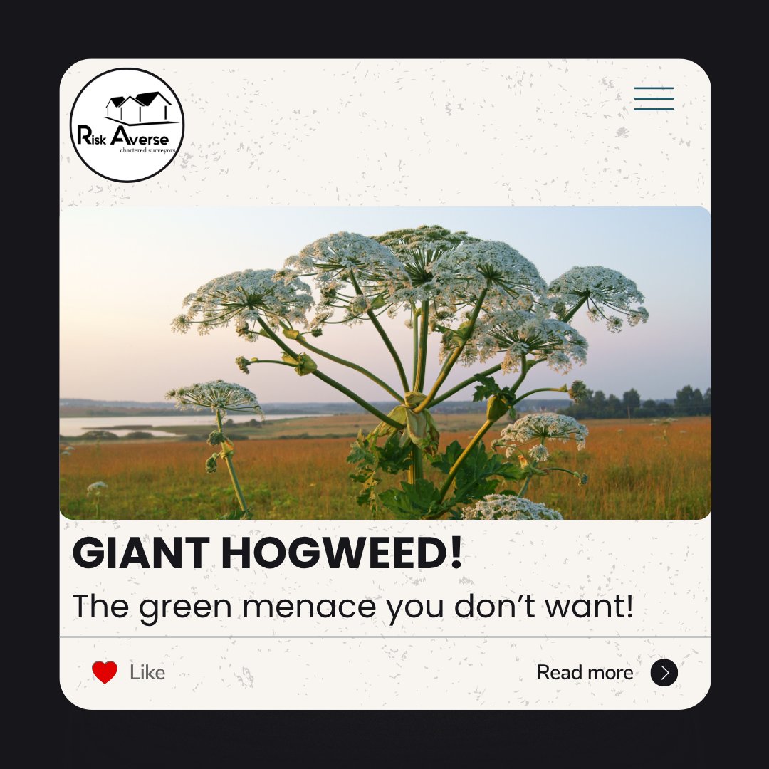 LtdRisk's tweet image. 🚨 Giant Hogweed = giant problem!
This toxic, invasive plant isn’t just bad for your garden - it can harm your health and your property value.
🌿 Know the risks, take action 👇
riskaverseltd.co.uk/giant-hogweed/
#SurveyorTips #PropertyProblems #GiantHogweed #HomeBuying #RiskAverse