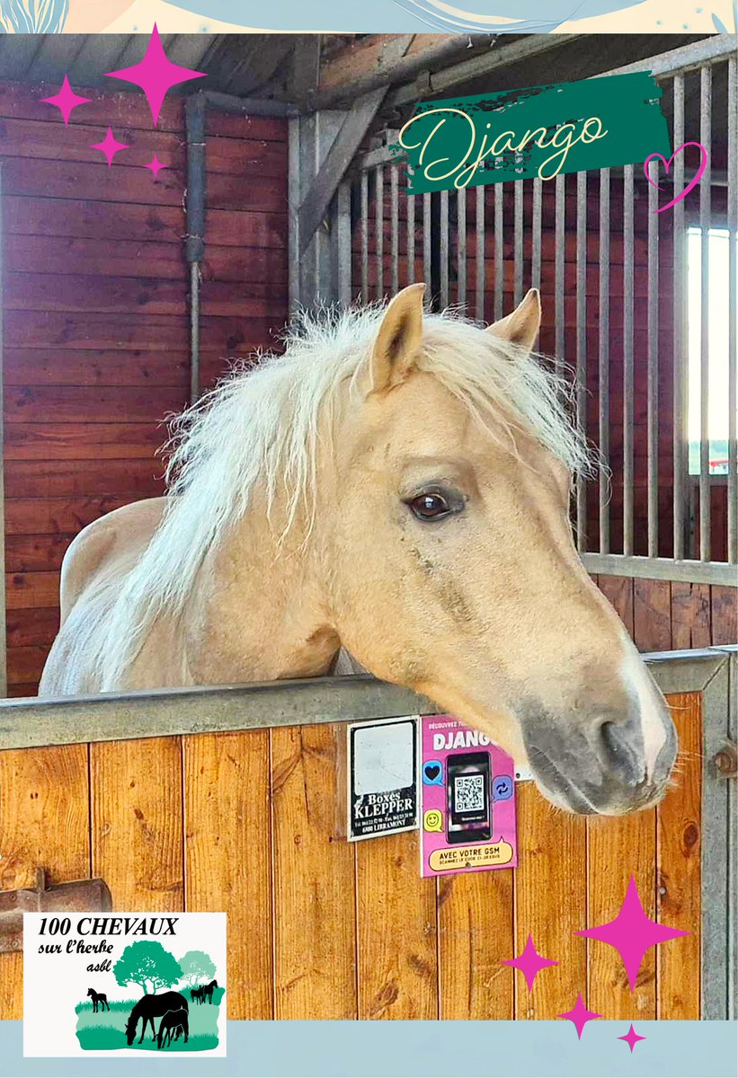 100CHEVAUXSURLH's tweet image. 📷 Aujourd’hui, notre doux Django souffle ses 7 bougies.
Cela fait déjà 4 ans qu’il a trouvé refuge ici, après avoir été saisi pour mauvais traitements. Depuis, il a repris confiance, découvert la tendresse… et nous offre chaque jour sa belle présence, impétueuse et profonde.