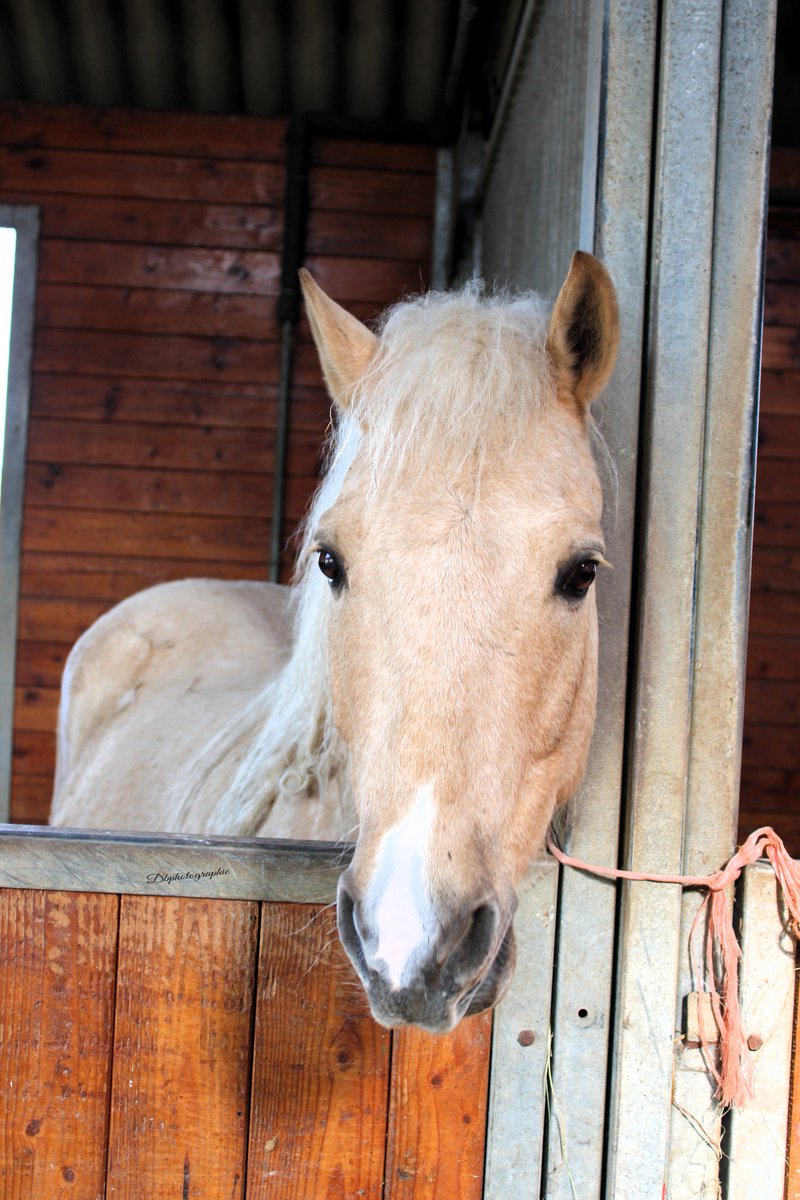 100CHEVAUXSURLH's tweet image. 📷 Aujourd’hui, notre doux Django souffle ses 7 bougies.
Cela fait déjà 4 ans qu’il a trouvé refuge ici, après avoir été saisi pour mauvais traitements. Depuis, il a repris confiance, découvert la tendresse… et nous offre chaque jour sa belle présence, impétueuse et profonde.