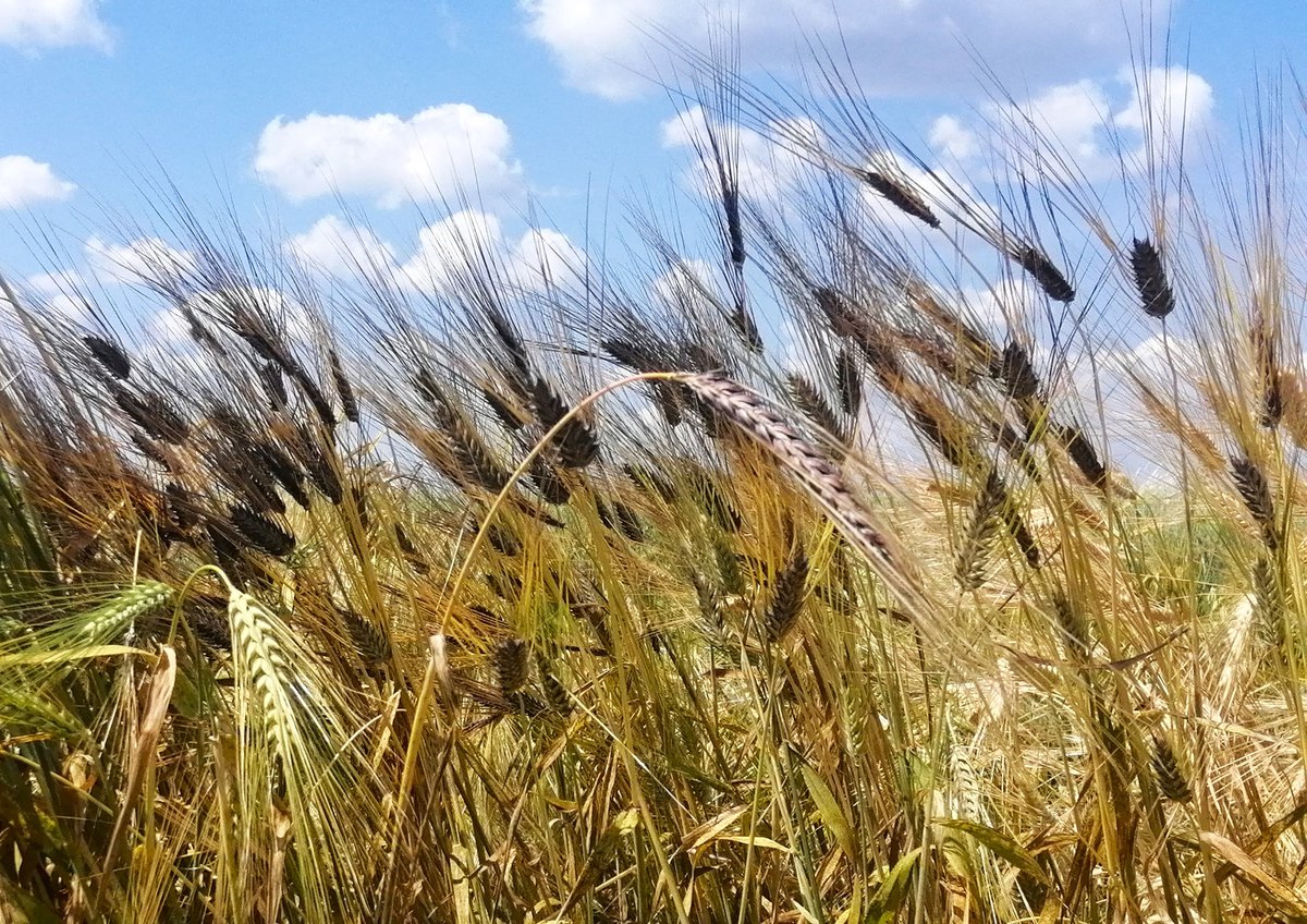 CzemborH's tweet photo. #agrobiodiversity 🧬🧩👨🎓🧬🌾📈
🧬genetic studies - DIVERSITY of BARLEY LANDRACES
#barley #landraces
➡️ Team of Prof. dr hab. Jerzy H. Czembor
➡️ #IHAR-PIB - Institute of #MRiRW
➡️ #genebank #plantbreeding #biodiversity #resistance #powderymildew
➡️ #agrobank #NCBR #gospostrateg https://t.co/El2rGaihFH
