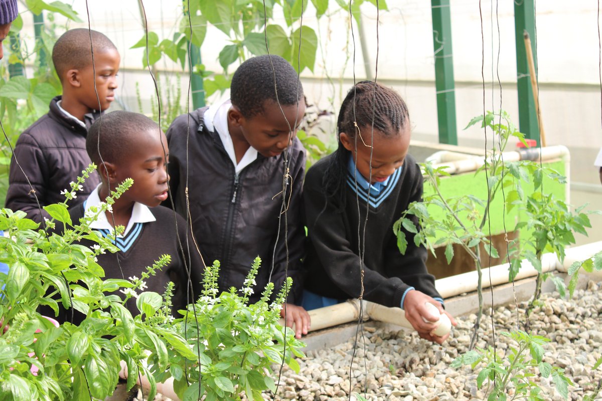 UNDP Climate (@undpclimate) on Twitter photo 🌱 What if schools could grow their own food?
South African schools are using aquaponics to grow food, build skills & inspire future climate leaders.
An affordable, scalable solution from <a href="/INMEDSA/">INMED South Africa</a>, with support from <a href="/UNDP/">UN Development</a>.
👉 Learn how: go.undp.org/Uzw
#AFCIA #FFD4 🌱 What if schools could grow their own food?
South African schools are using aquaponics to grow food, build skills & inspire future climate leaders.
An affordable, scalable solution from <a href="/INMEDSA/">INMED South Africa</a>, with support from <a href="/UNDP/">UN Development</a>.
👉 Learn how: go.undp.org/Uzw
#AFCIA #FFD4