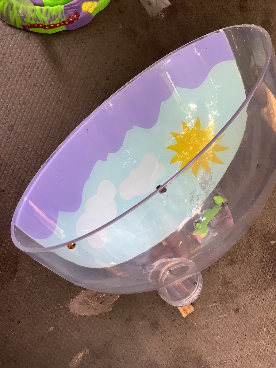 This morning, Squirrel 🐿️ class found that our ladybirds had hatched out of their pupa stage. We released 7 tiny and very hungry ladybirds onto our garden, “to go and lay some eggs” 🐞🐞 #BEPStoSuccess #NurtureinNature