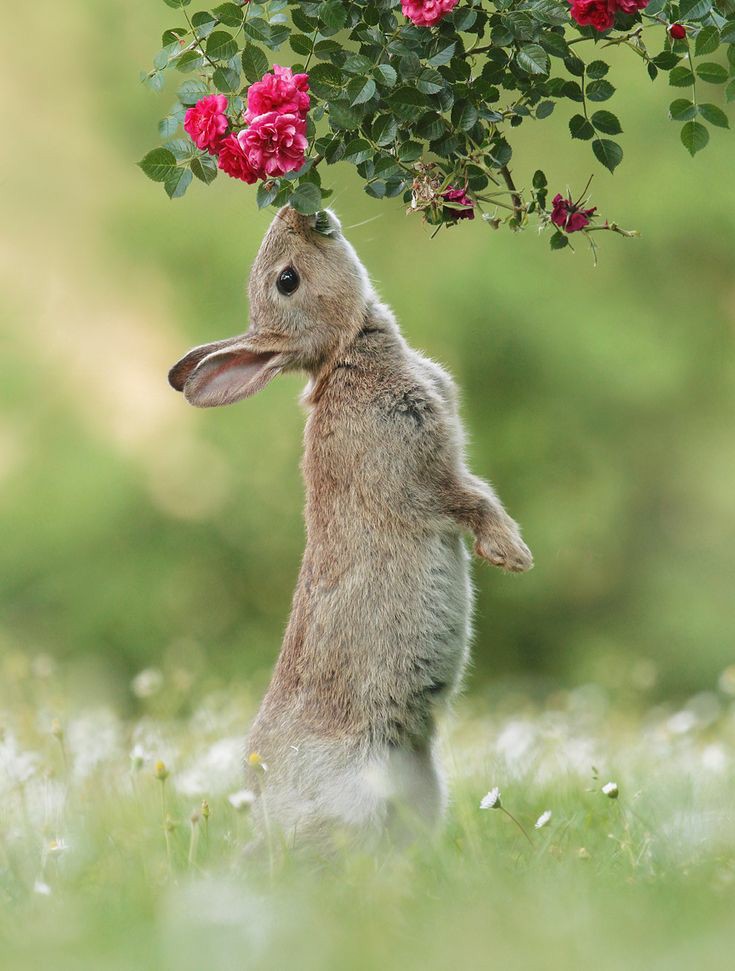 BardCumberland's tweet photo. It's #RabbitWeek 🐰
Rabbit in lore is often presented as a clever trickster, eventually outwitting its enemy or adversary.
In folk magic, place a rabbit skin under your bed to improve your sexual prowess and fertility.
#rabbits #folklore #magic
📷 Julian Rad https://t.co/wAWfhmh5yt