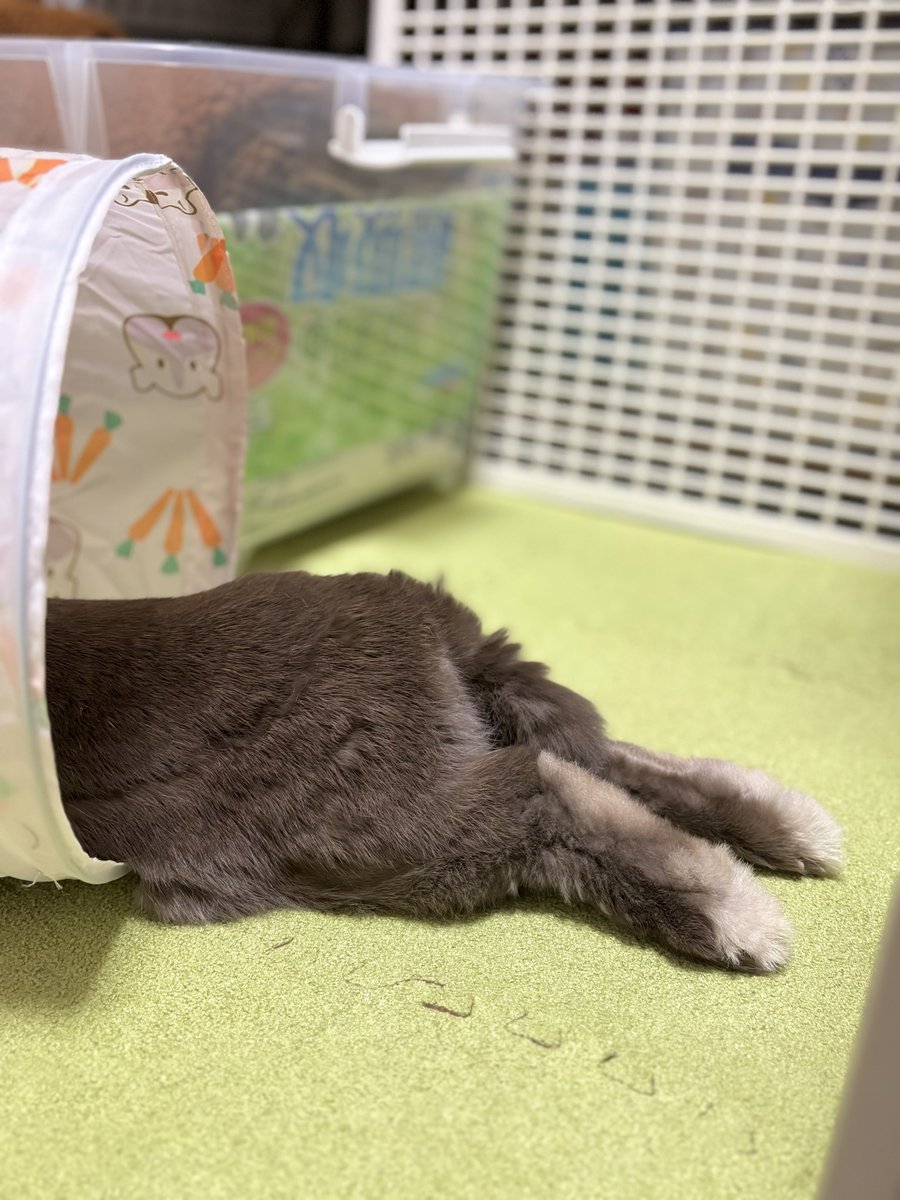 temari0413's tweet image. 頭隠して尻隠さず🐰

#うさけつようび
#うさぎ
#ミニウサギ