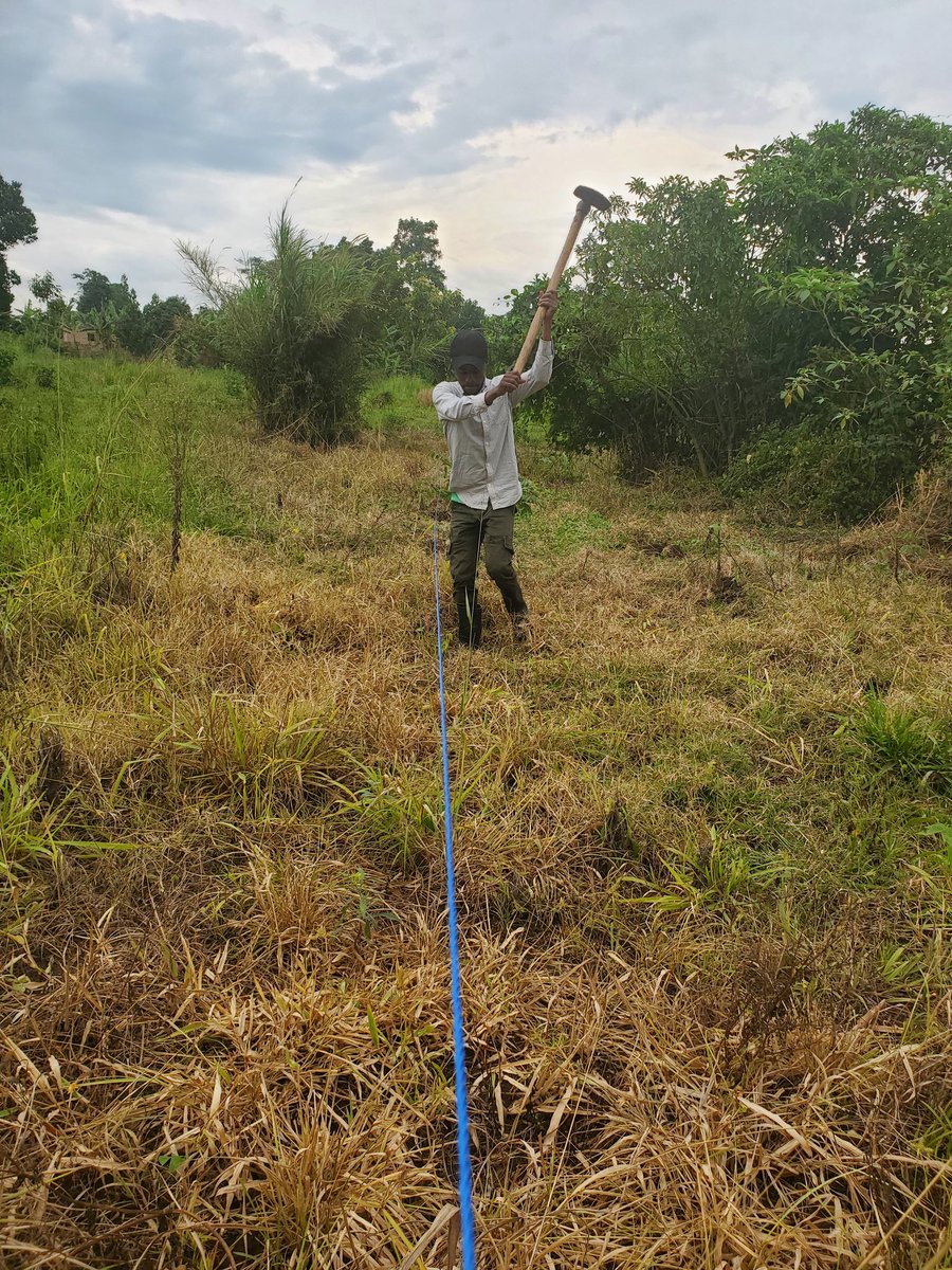GreenhavenGIU's tweet photo. Forest establishment in process. 
Do you want to establish a plantation forest. Need forest management services. Look no further. https://t.co/5xqzMR68V3