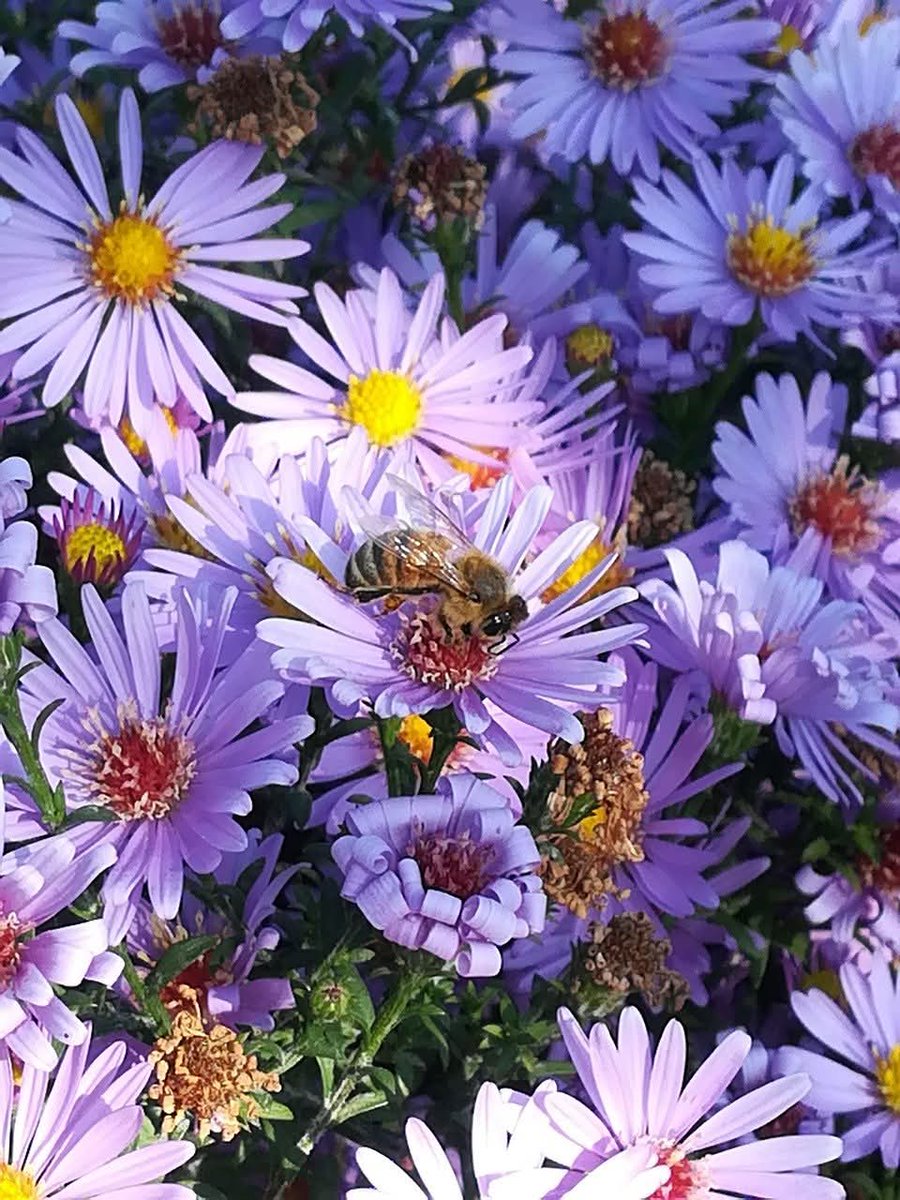 Botanists from the Uni of Copenhagen and the UK set out to find the best flower combinations for bees and hoverflies. Results make it easier for garden owners and municipalities to plant the perfect pantries for insects, which also delight the human eye

eurekalert.org/news-releases/…