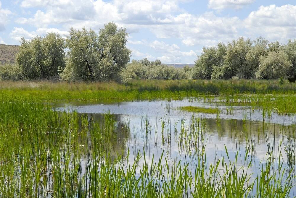 On hot days like this one, it becomes painfully obvious how vital it is that we restore Britain's lost wetlands. 

Our landscapes have been drained and engineered to get rid of water as fast as possible. But water *is life*, and we're running short!

Cool, lush wetlands are vital