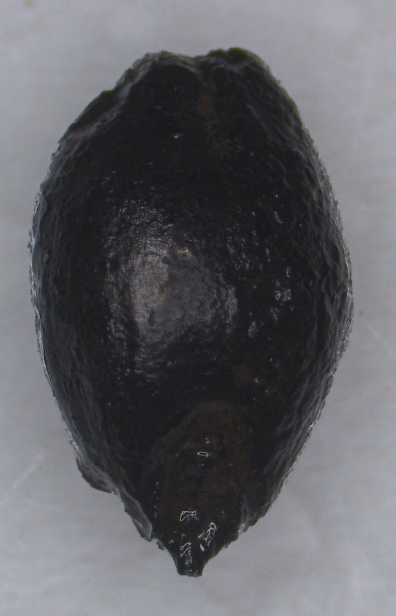 David Stone tweet media