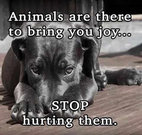 DogLovers03's tweet photo. https://t.co/sbR0cqzpvI