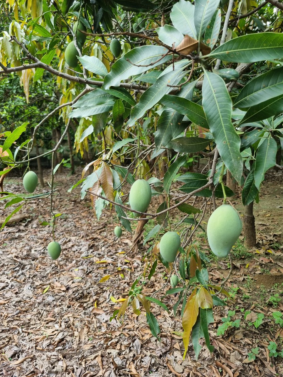 CKL (@destinednomad) on Twitter photo never thought i'd join in the mango craze but this visit to <a href="/KalzangMarpo/">Kalzang Marpo</a> broughgt out all the sweetness it offers... never thought i'd join in the mango craze but this visit to <a href="/KalzangMarpo/">Kalzang Marpo</a> broughgt out all the sweetness it offers...