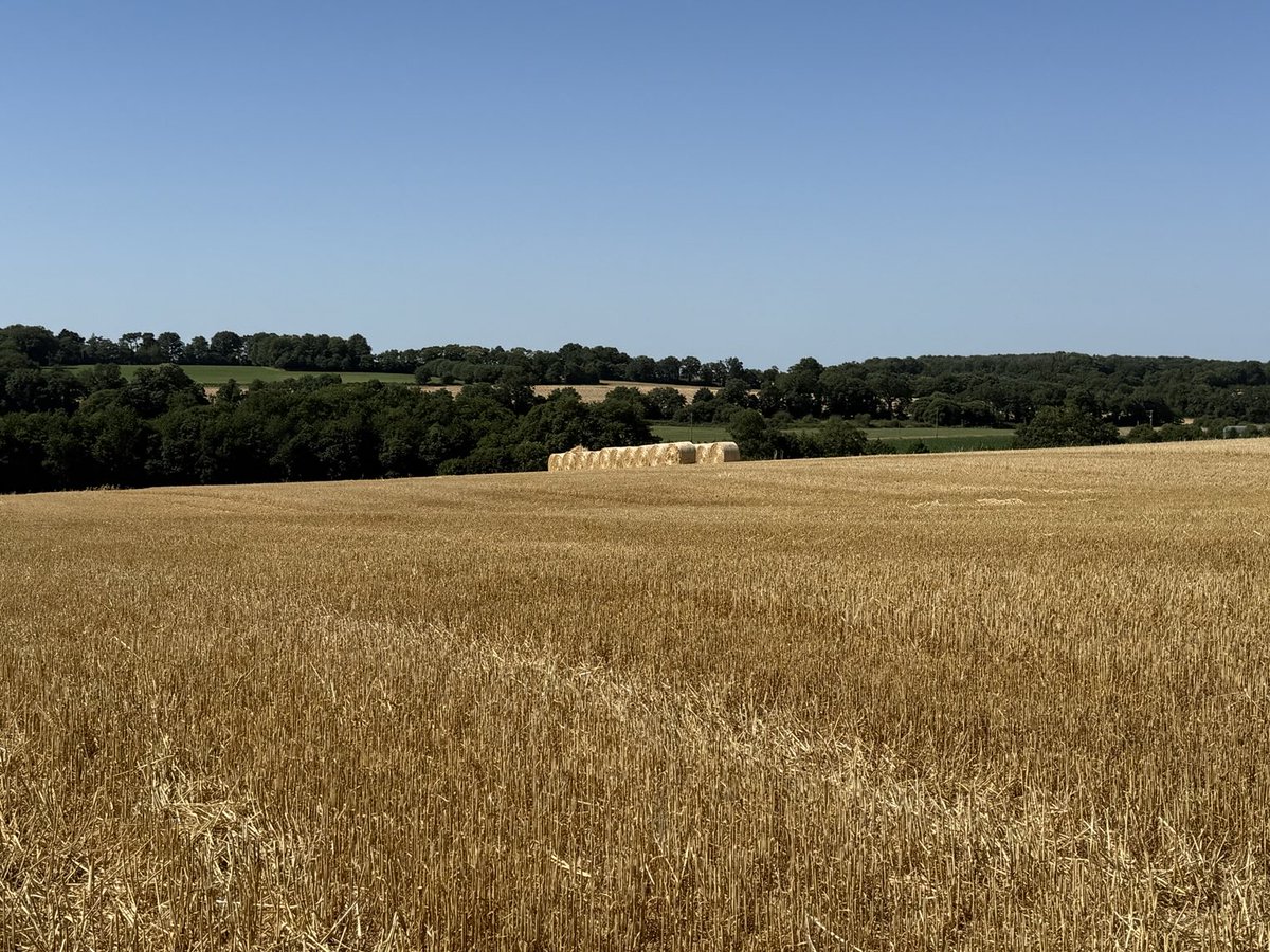 THDGrainoble's tweet image. 11heures le 30 juin à 30 degrés au sud de #Rennes ⁦@regionbretagne⁩ l’orge est récoltée, la paille pressée et la 11ème feuille du maïs peine à sortir #canicule #changement #climatique ⁦@ChambagriBzh⁩ ⁦@bretagnegouv⁩ ⁦@SergeZaka⁩ ⁦@Fragritwittos⁩ 💦