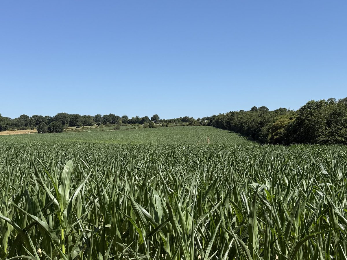 THDGrainoble's tweet image. 11heures le 30 juin à 30 degrés au sud de #Rennes ⁦@regionbretagne⁩ l’orge est récoltée, la paille pressée et la 11ème feuille du maïs peine à sortir #canicule #changement #climatique ⁦@ChambagriBzh⁩ ⁦@bretagnegouv⁩ ⁦@SergeZaka⁩ ⁦@Fragritwittos⁩ 💦