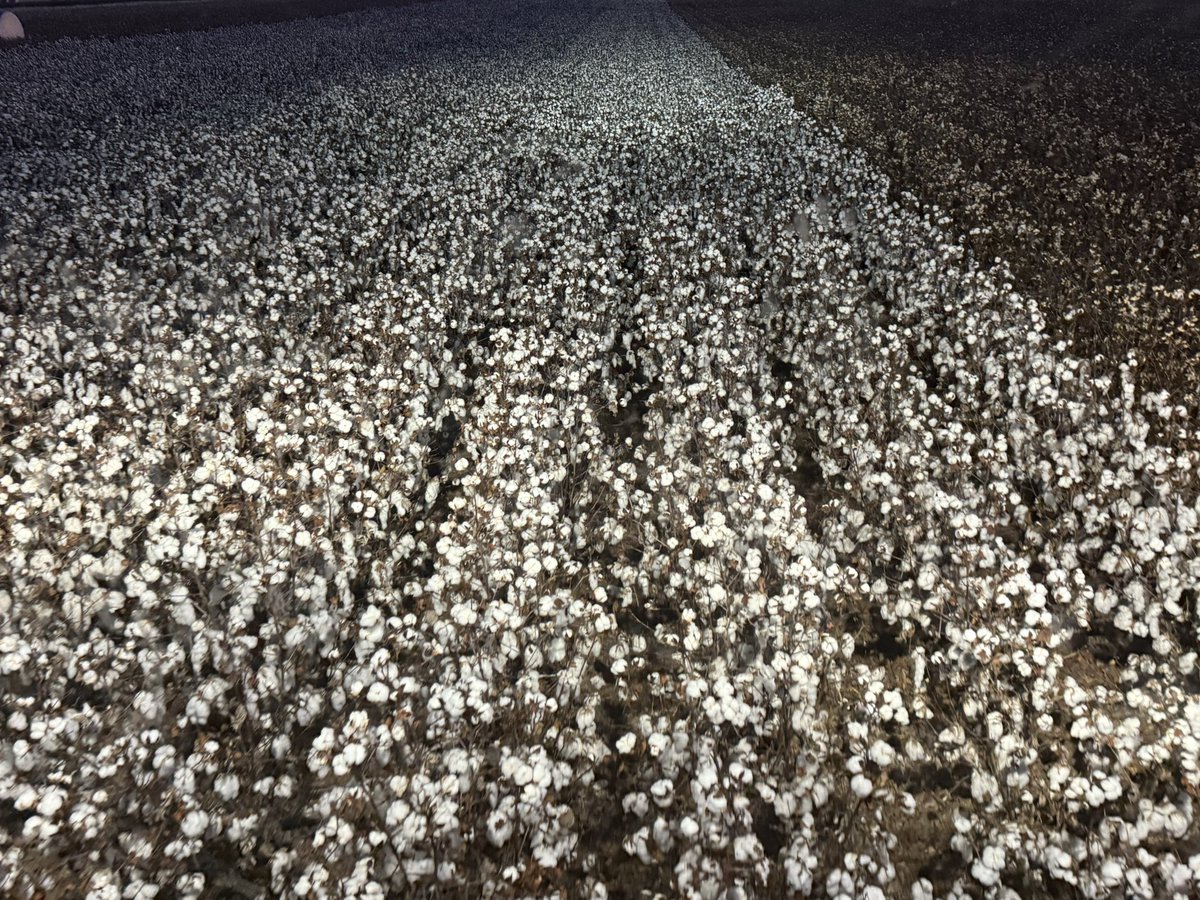 hutchiecotton's tweet photo. Yield data showing that we were able to add at least 5 bales/ha to yield based on average yield in early picked cotton.  No extra N and one irrigation (+ 200mm rain) and 3 mths time. https://t.co/mHZMdGUUb7