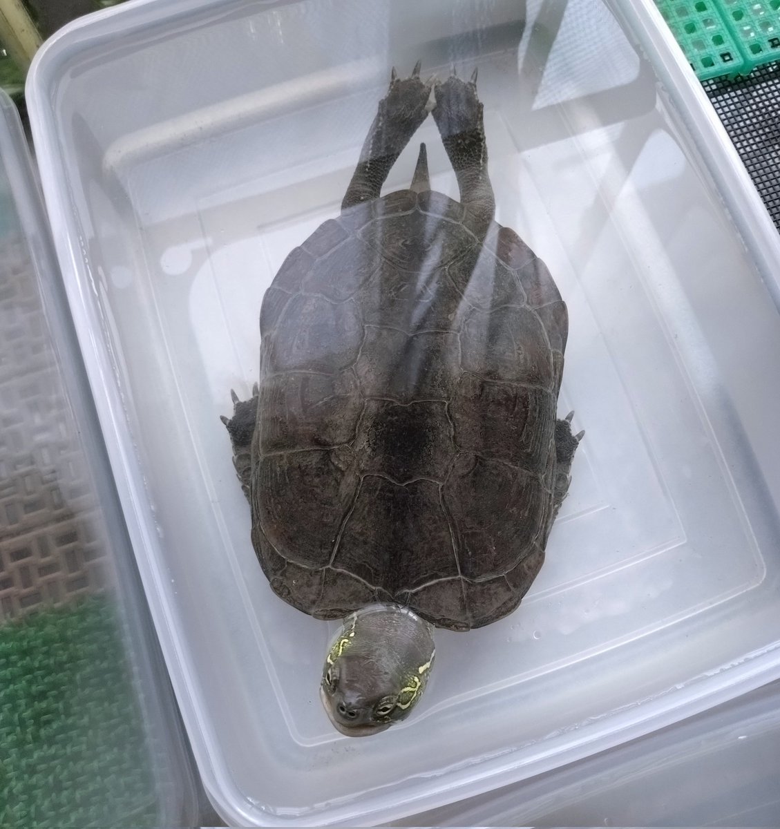 きょーつけーっ   (ｶﾜｲｲｨ♡)
#かめださん