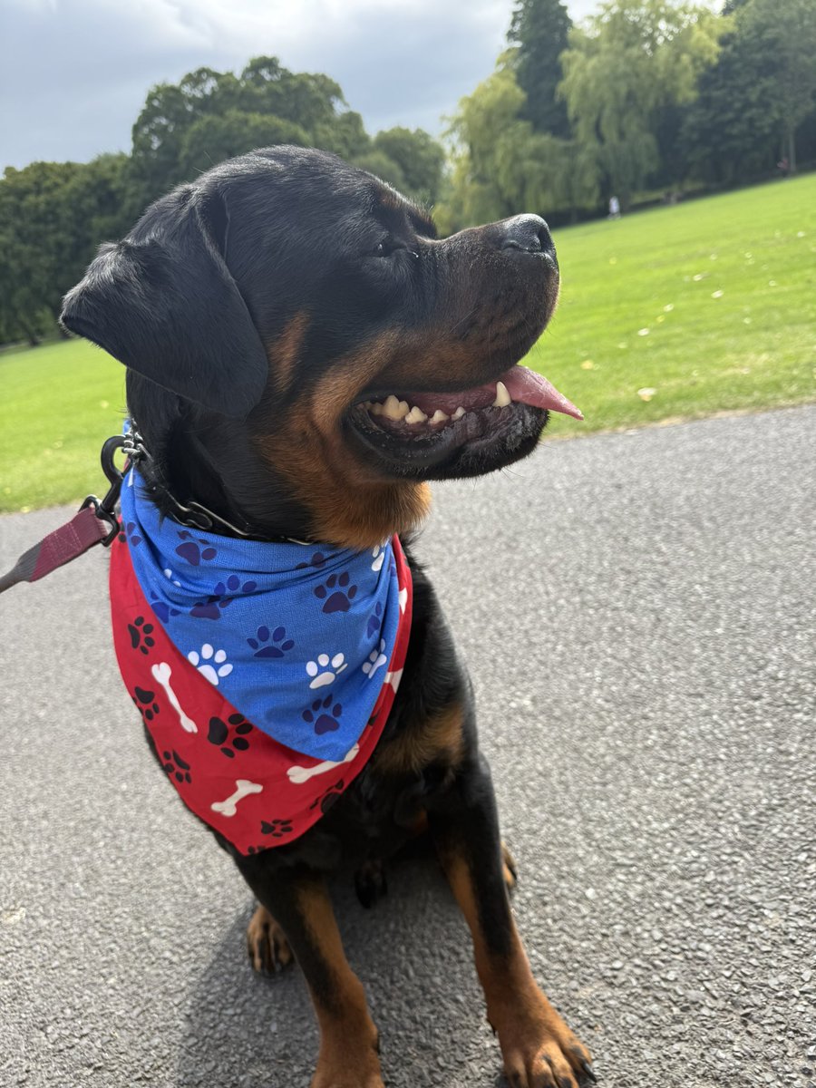 A head the size of a 🐂