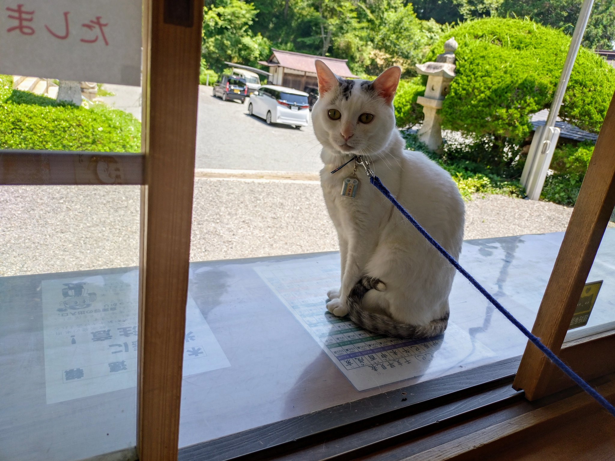 山猫 楽天市場】tower タワー 石こうボード壁対応ウォール猫用爪とぎ