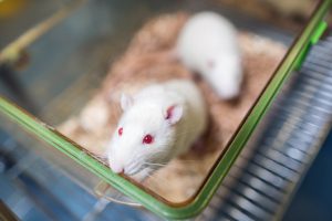 SocialResponUoM's tweet image. The University of Manchester has retained its status for a second time as one of the top Universities in the country for openness in animal research🐭
Find out more here: socialresponsibility.manchester.ac.uk/all-news/unive…