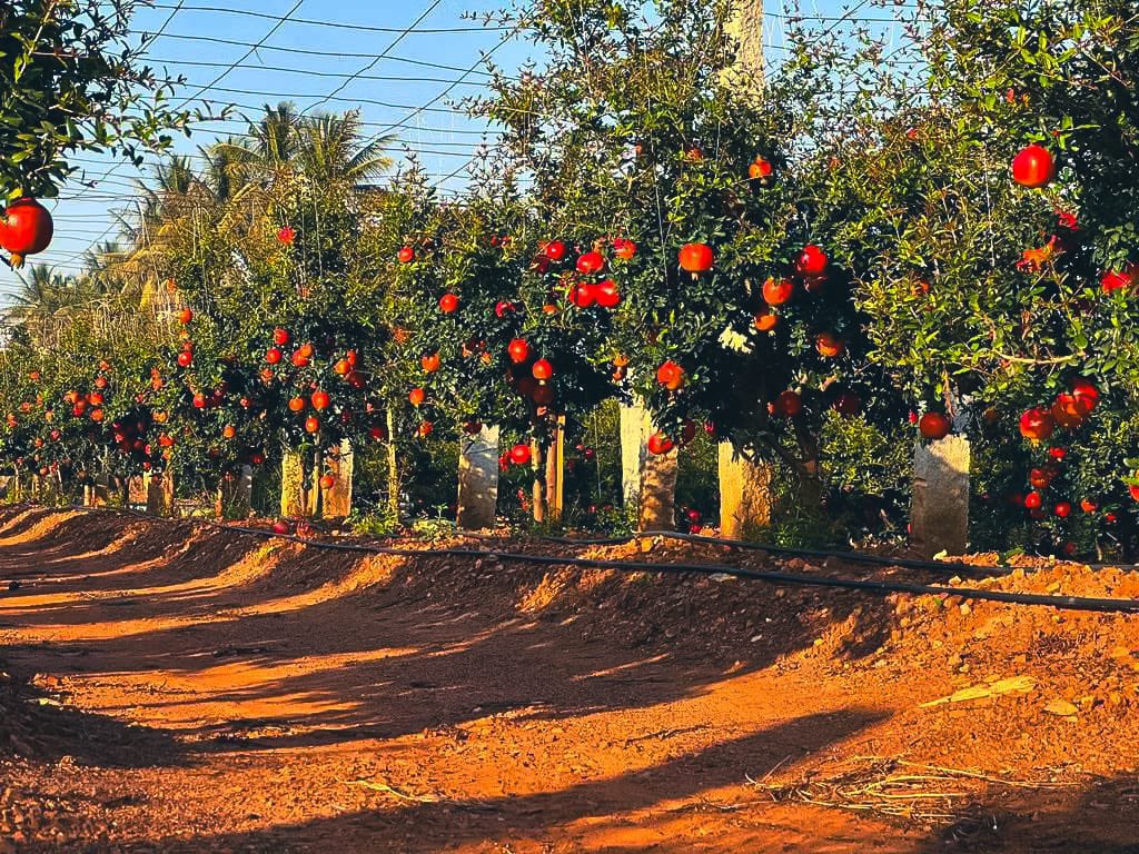 RahulRajeevK's tweet photo. Met a pomegranate farmer making ₹1cr profit.
Problem: All profits→buying land→no money for crops on new farms.
Growth was killing his business.
Solution:
•Fund management (27% CAGR)
•Agricultural loans for land
•Use returns for EMIs&amp;expenses
Result:Sustainable expansion. https://t.co/A039oYbMmu