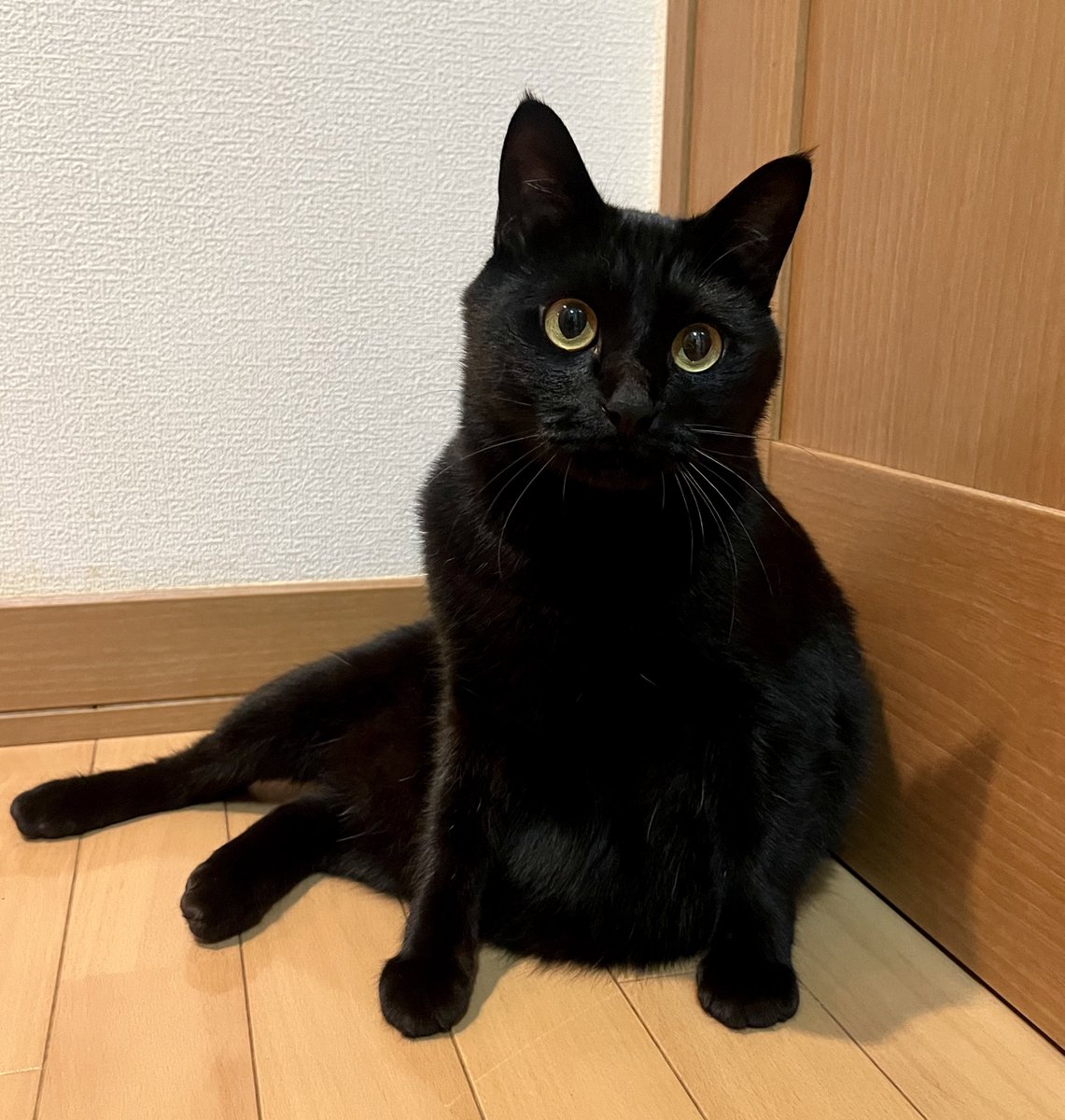 黒豹みたいな黒猫　12本セット①② 黒豹みたいな黒猫 12本セット①② 黒豹みたいな黒猫