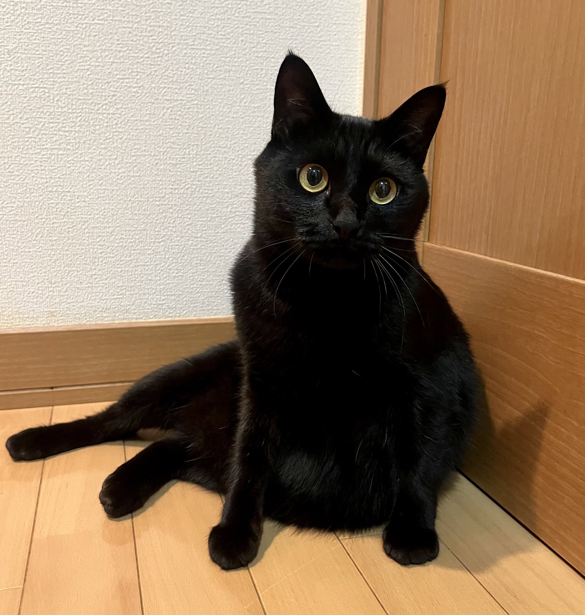 黒猫 黒猫同盟🐾🐈‍⬛🐾 on X: 