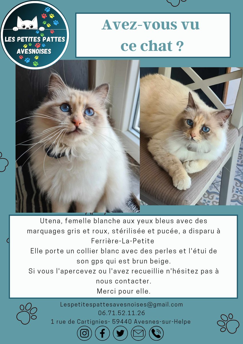 Merci de partager pour Utena. 
#lespetitespattesavesnoises #avesnessurhelpe #association #adoption #chat #sos #famille #aulocalaujourdhui 
#avisderecherche #chatperdu #solidarité #coucoutata