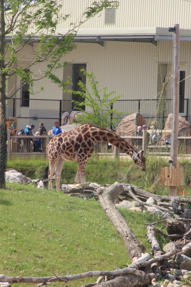 The King's School tweet media