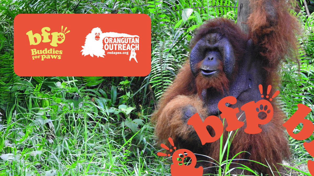 BONK For Paws (@bonkforpaws) on Twitter photo GM!
Kicking off the week with a new Buddy ❗️❗️❗️
Meet Big Papa - a 31 year old cheekpadder orangutan who was rescued by <a href="/redapes/">Orangutan Outreach 🦧❤️🌳</a> after being sold illegally as a pet.
He's now living his best life, thriving at Samboja Lestari, Borneo, with a couple of girlfriends...
We're GM!
Kicking off the week with a new Buddy ❗️❗️❗️
Meet Big Papa - a 31 year old cheekpadder orangutan who was rescued by <a href="/redapes/">Orangutan Outreach 🦧❤️🌳</a> after being sold illegally as a pet.
He's now living his best life, thriving at Samboja Lestari, Borneo, with a couple of girlfriends...
We're