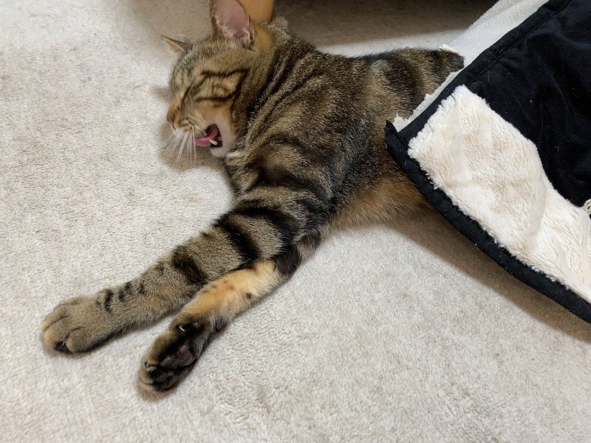 猫のでも借りたいとはまさに今の状況のこと