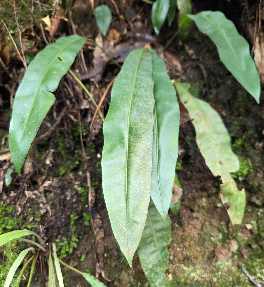 OficialSebot's tweet photo. 📢 ESTE VIERNES POR LA TARDE, nuevo Café Sistemático ☕️🌿 con Ana Martínez Becerril @NMNH @smithsonian:

"El género Elaphoglossum (Dryopteridaceae) como modelo en el estudio integral de los helechos tropicales"

🗓️ Viernes, 4 de julio
⌚️ 17:00 (CEST)
🔗 https://t.co/VAHgf4GB4y https://t.co/woLQHh8vwr