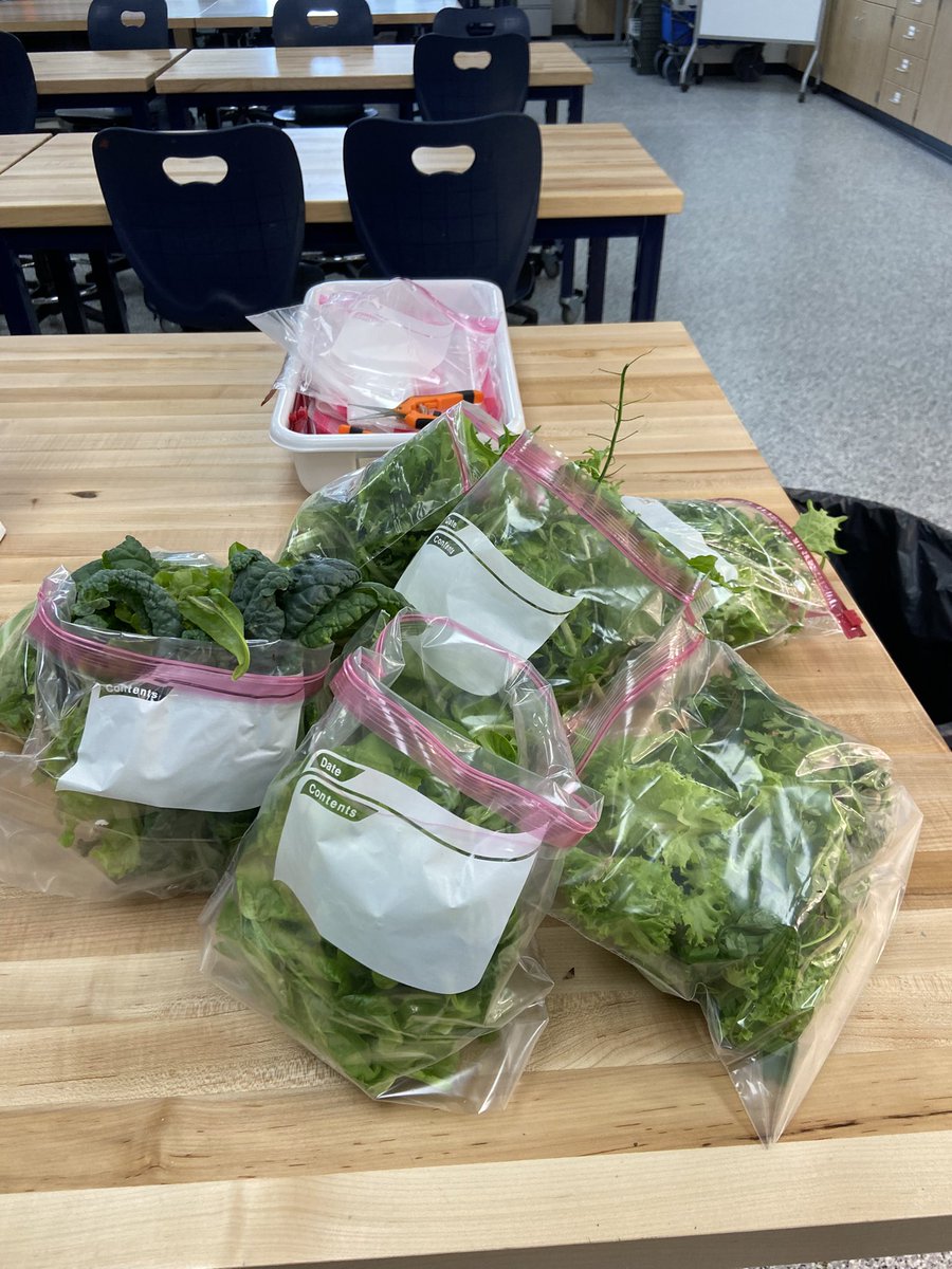 Our classroom Hydroponic Grow Towers are still growing! I am maintaining them during the Summer months to gain information about length of time they will produce crops. They have now been trimmed, harvested, fed and tanks refilled.