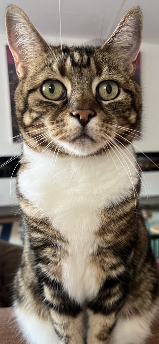 😻a quick pose for the camera then I’m retiring for the day #HedgeWatch #CatsOfX have a good one 🧡