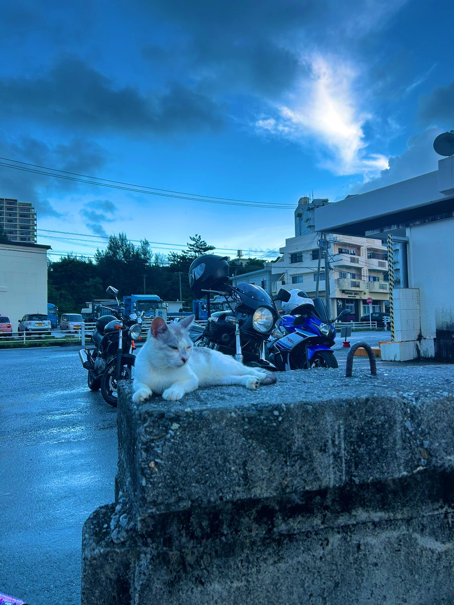 にゃんことバイク