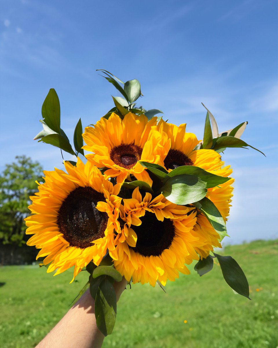 Sunflower girl era 🌻✨ Fields of Gold is THE summer vibe, from just £19.99. Elegant, golden, and sooo Insta-worthy 💛 

Send now: 123-flowers.co.uk
#sunflowers #summer #giftideas #nextdaydelivery #flowers