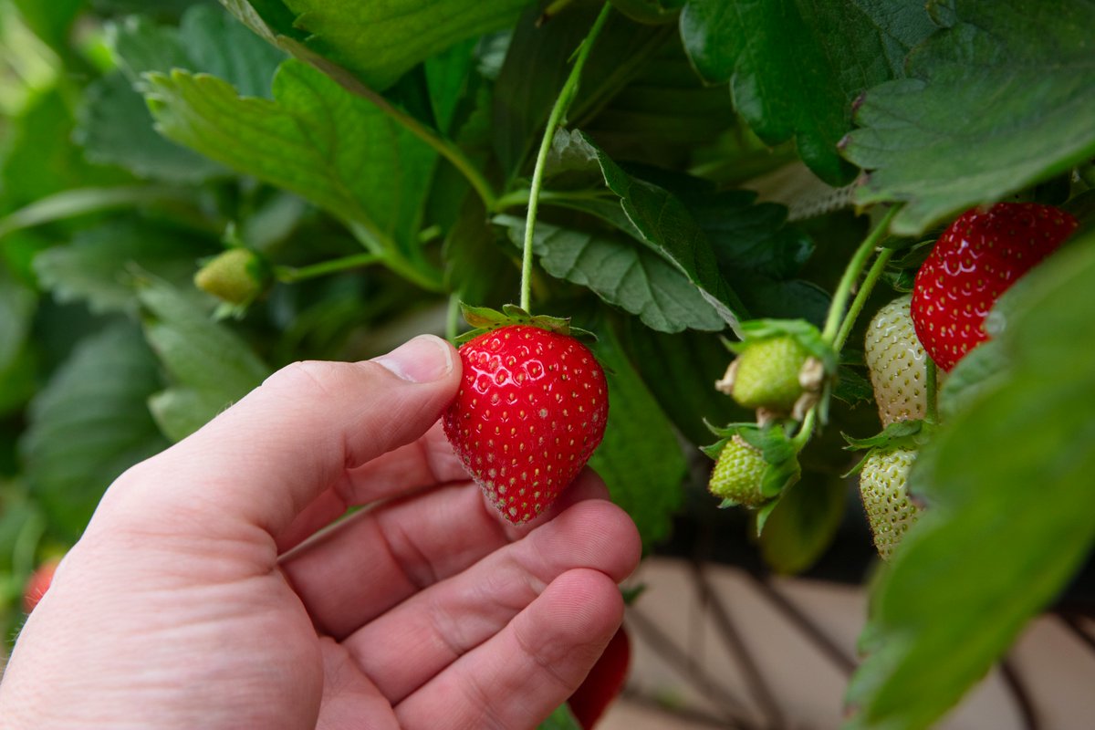DID YOU KNOW?

Strawberries are a quintessential fruit of the British summer, particularly when topped with cream, a classic combination attributed to Cardinal Thomas Wolsey, who reputedly served strawberries and cream at a banquet he hosted for King Henry VIII in 1509 🍓🍓🍓
