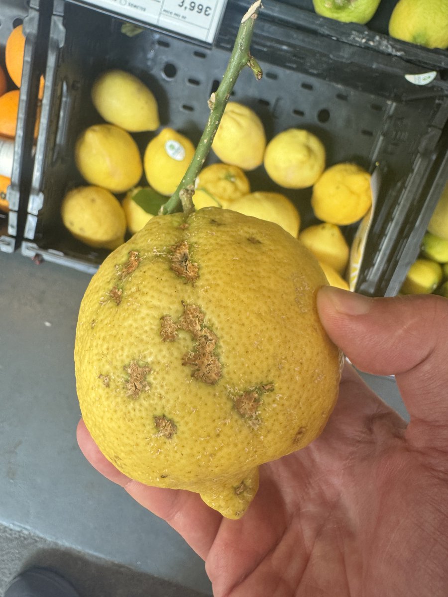 Almanya’da organik markette satılan kabuğu kusurlu bu limonu,  üreticinin Türkiye piyasasında satması çık zor. Tüccar bu ürünü almaz. Tüketici de bu limonu seçmez. 

Ama doğada aynı boyda, aynı şekilde, kusursuz görünümde mahsül almak mümkün değil. Bunun için yoğun pestisit ve