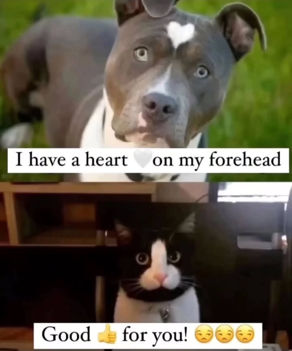 Puppies 🐶 tweet media