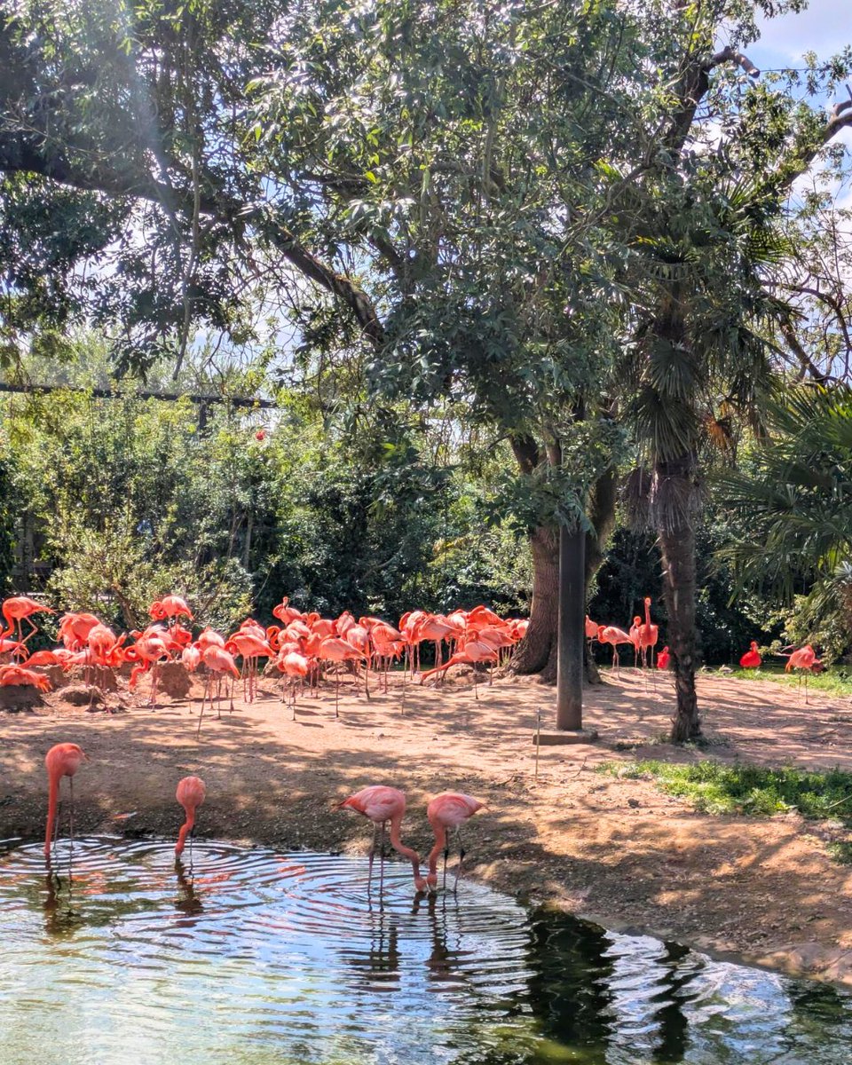 Join us on 2nd July at 4pm for a hybrid event: 'Empowering Without Preaching': The Tensions and Challenges of Conservation and Sustainability Education. Join Chester Zoo &amp; WWF-UK, as well as experts from the environmental and education sectors.

bit.ly/4l6pkSk