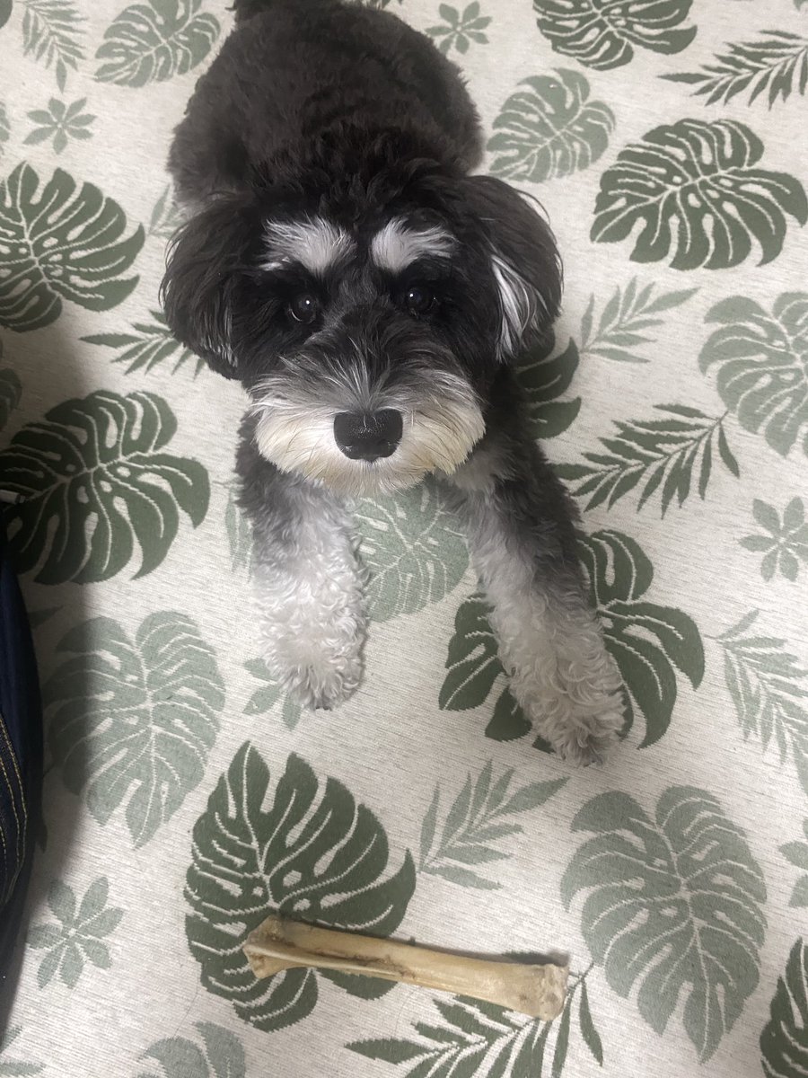 love_gohan_enji's tweet image. お前もほね🦴食うか❓