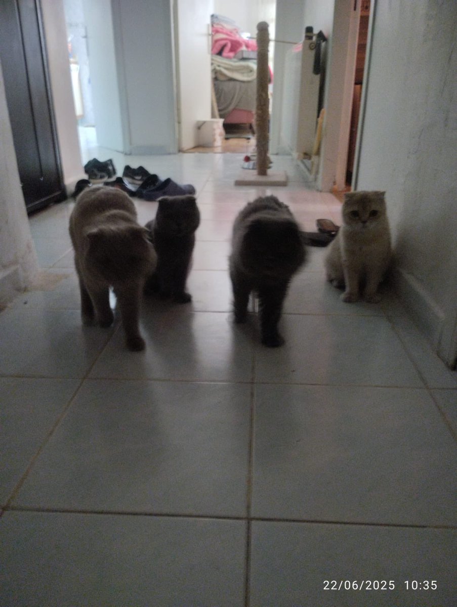 burcudgnc1903's tweet photo. 😹🥰😘🐣 https://t.co/WXFyErC53m