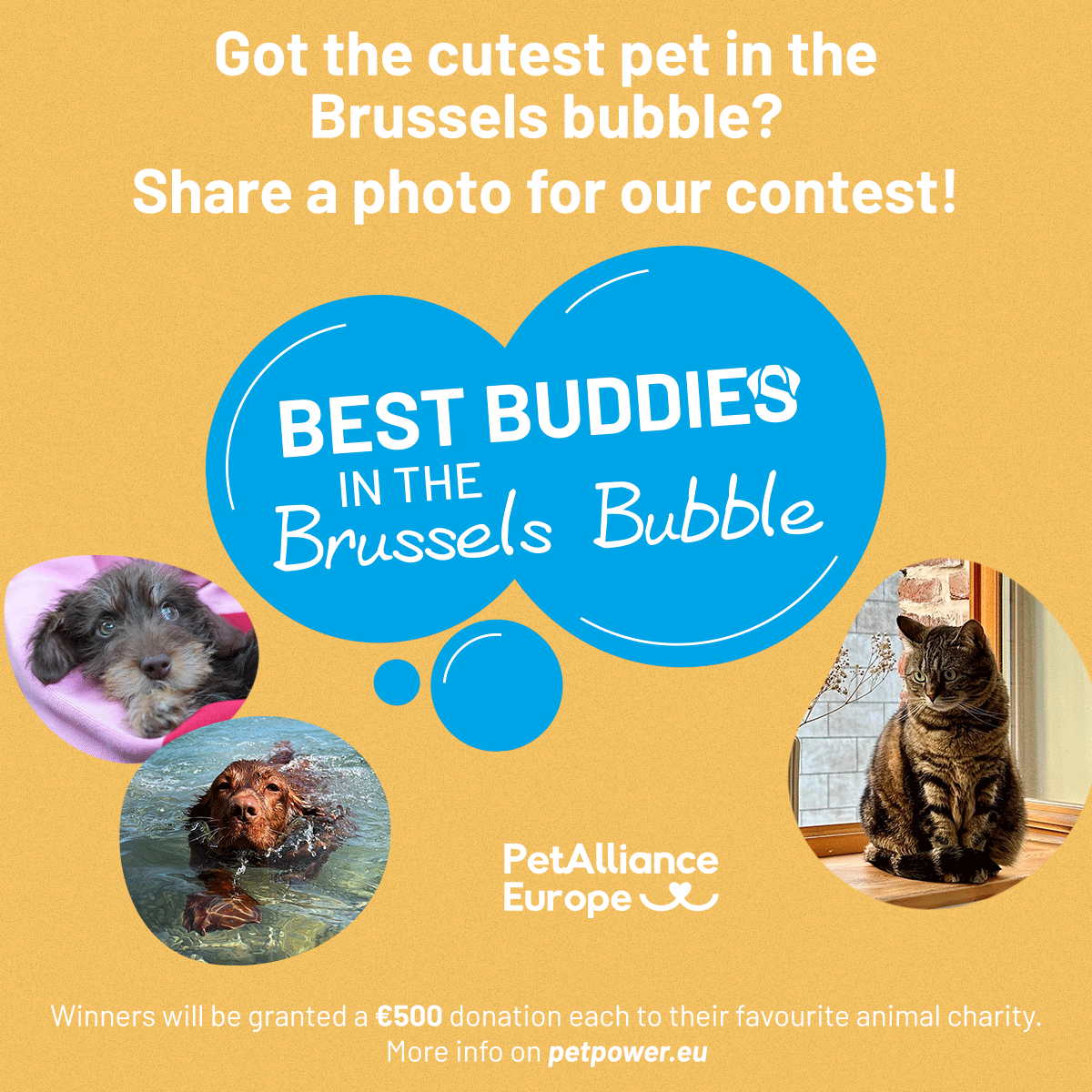 PetPowerEU's tweet image. The #BestBuddies Photo Contest is back! 🐶🐱
Think your pet is the cutest in the #BrusselsBubble? 📸Submit your best buddy’s photo & join the fun!
Rules & info 👉bit.ly/4eqd2l8
📅 Save the date: winners will be revealed at our cocktail event on 22 Sept