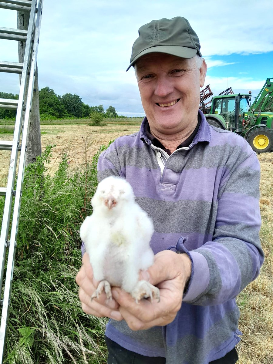 Rob was back on the farm and found this beautiful three-week-old barn owl chick in one of our owl boxes. 
It never fails to bring a smile to your face seeing these magnificent creatures doing so well here!

#BarnOwl #BarnOwlChick #LifeOnTheFarm #FarmingWithNature