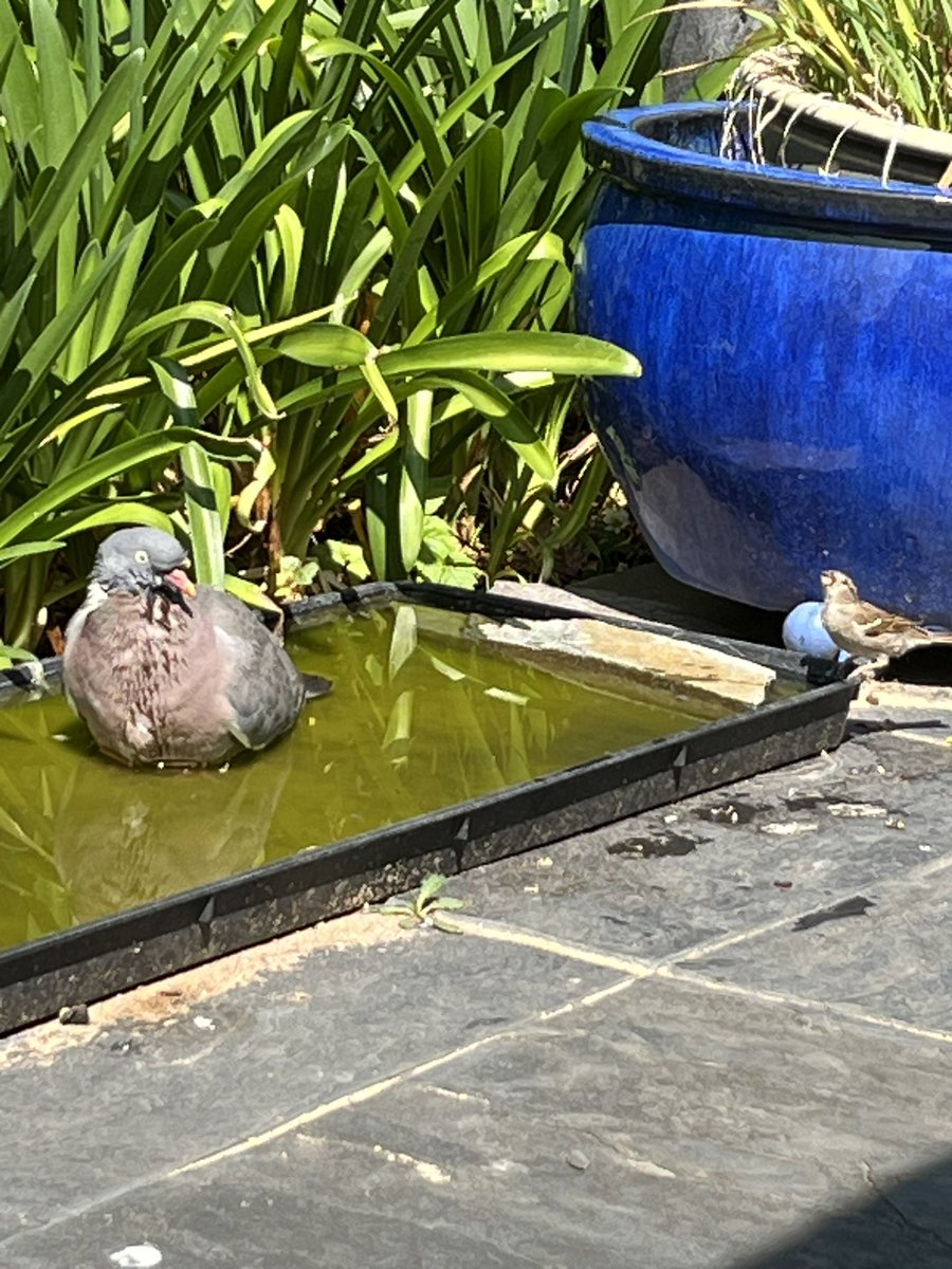 MatronsVeggies's tweet image. My bird bath is busy this morning. Make sure you leave water out for wildlife , including hedgehogs. (and keep it clean …)