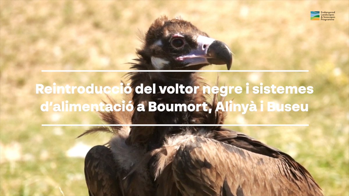 PauCostaF's tweet photo. 👉Seguim compartint idees  💡per aconseguir paisatges més resilients des del projecte #WildPRePyrenees

Avui us expliquem la importància de la recuperació del voltor negre i destaquem els sistemes d’alimentació suplementària en la gestió de les poblacions d’aus carronyaires a #Alinyà, #Boumort i #Buseu

Podeu veure el vídeo sencer al nostre canal de #YouTube 👉 https://t.co/6Z6BjJ4qWt

ℹ️Con subtítulos en español. English subtitles available  

Agraïm la participació de Jordi Palau, Jordi Dalmau d’ #Auberria i Jordi Canut de #BuseuProject