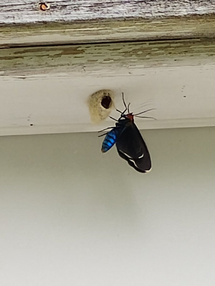 Ryan aka Lenneir tweet media