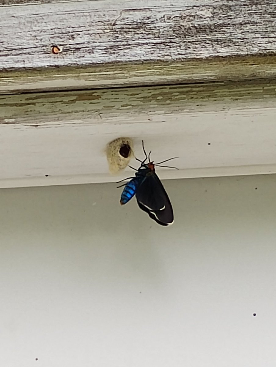 Ryan aka Lenneir tweet media