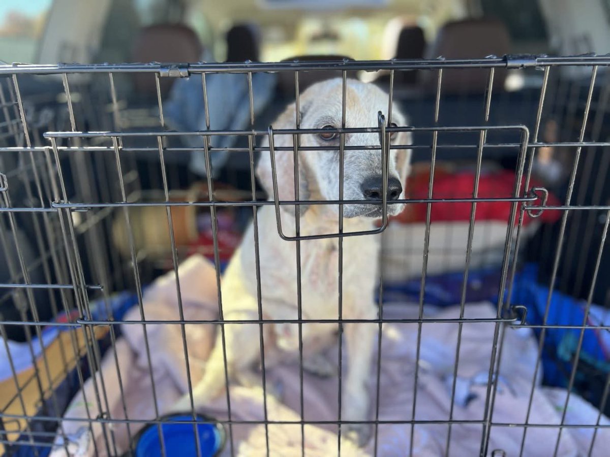 Adoptable beagle of the day-GINGER! tribeagles.org/product/ginger…