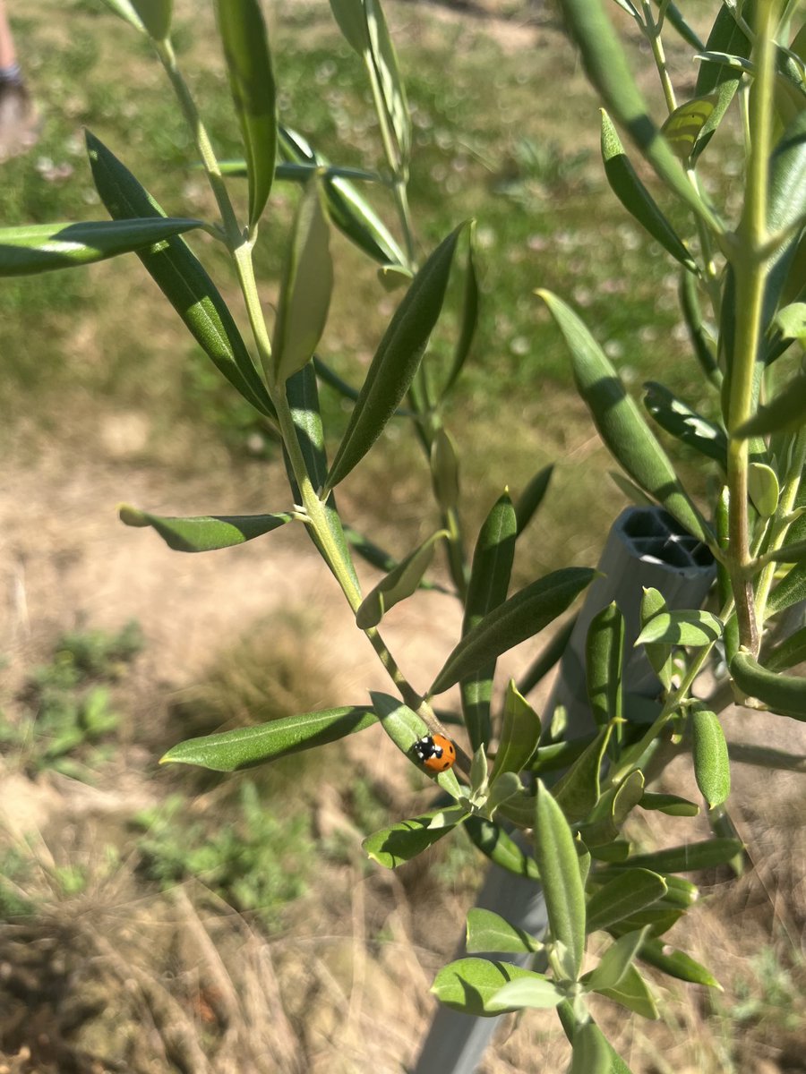 Louise Impey tweet media