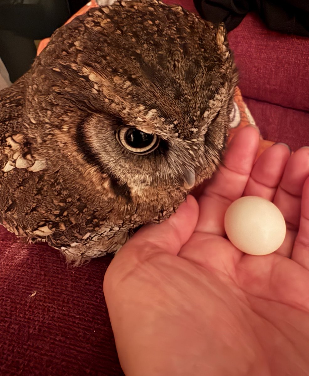 みんとさんまた産んでしまいました…