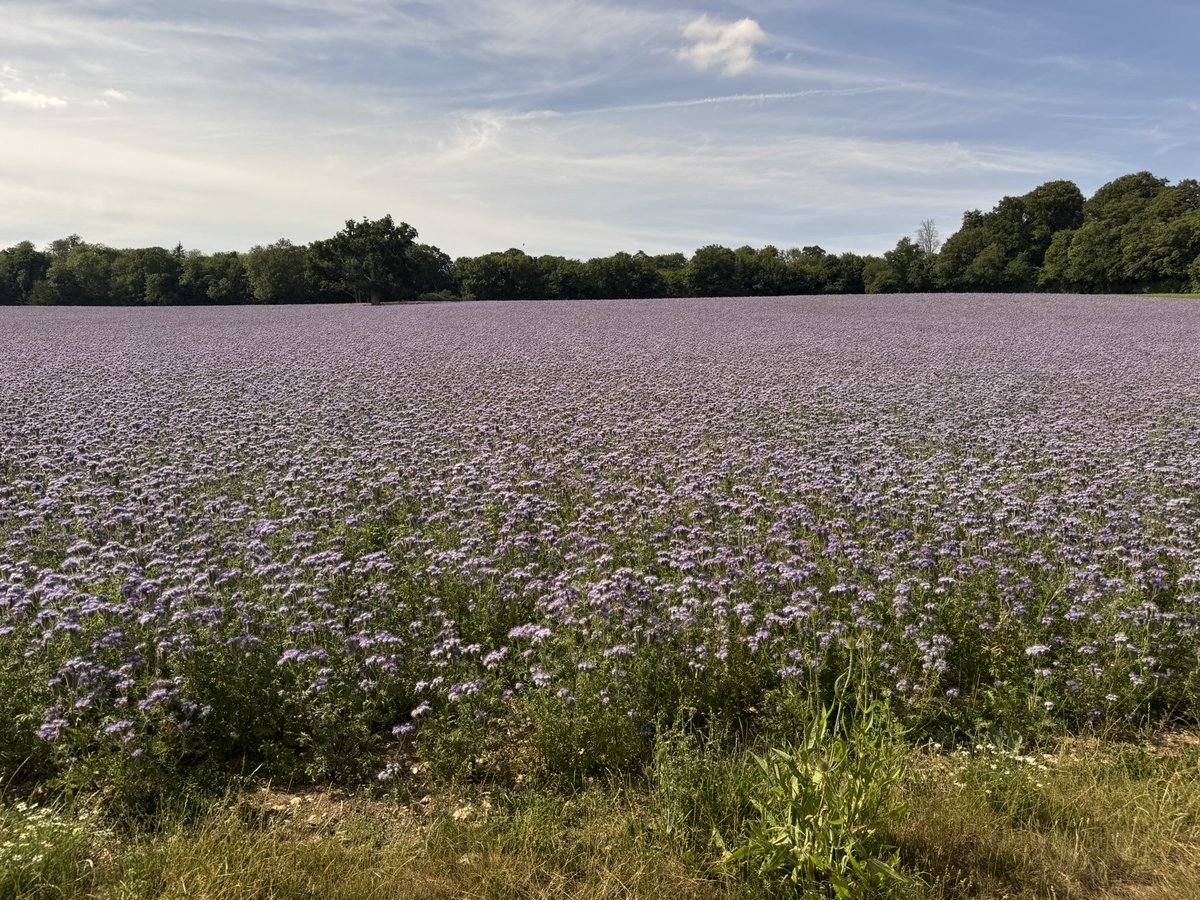 VitaBeeHealth's tweet image. Purple #pollen has been turning up in hives near Vita&apos;s office. Glorious #phacelia.